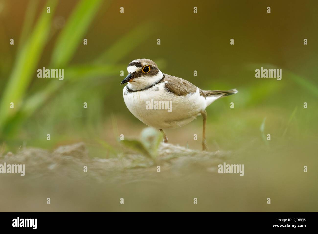 Little Ringed Plover - Charadrius dubius small wading bird in the lake of fresh water, feeding and nesting, sitting on eggs on the side of the pond ea Stock Photo