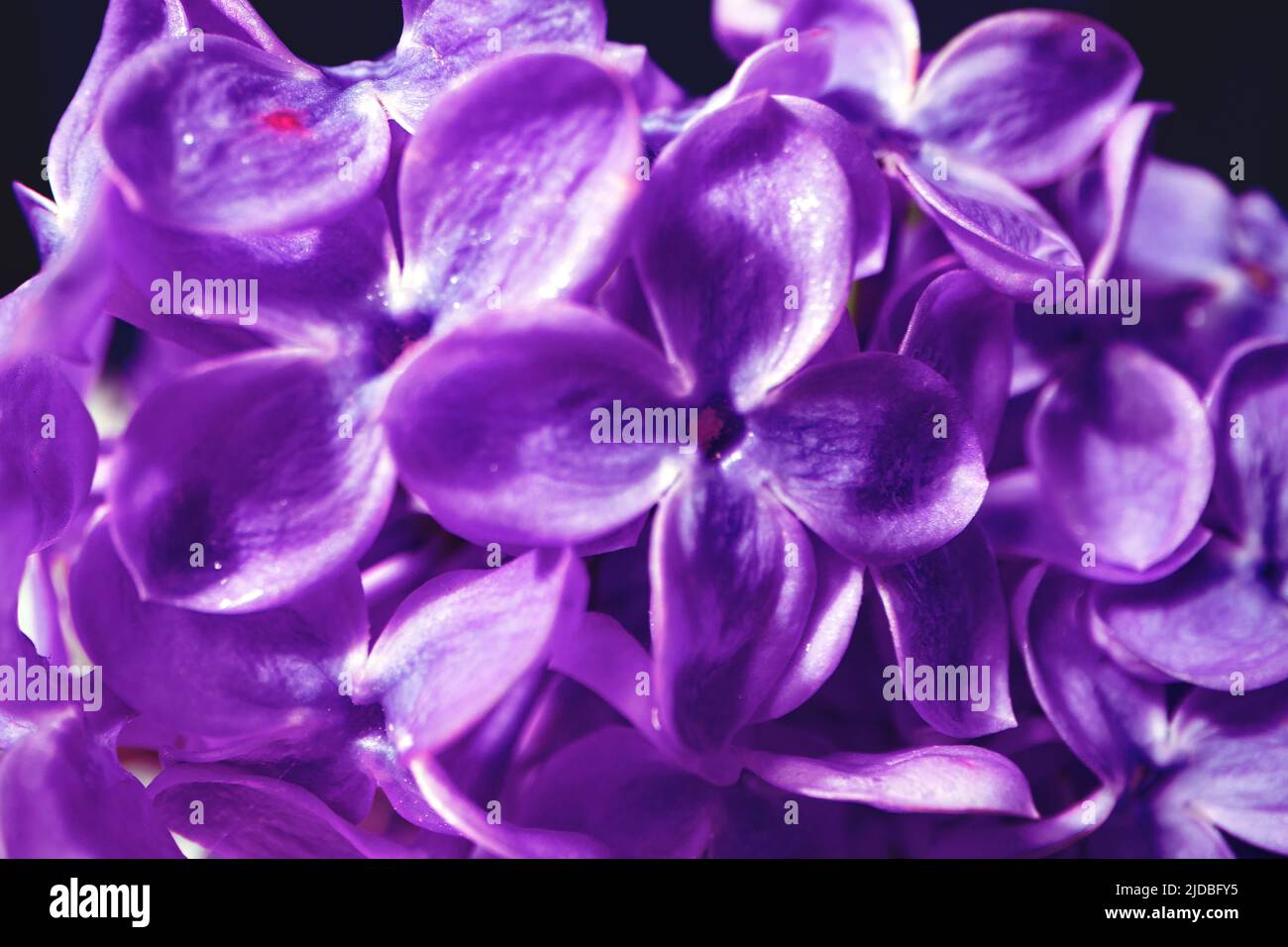 Macro image of spring lilac violet flowers Stock Photo - Alamy