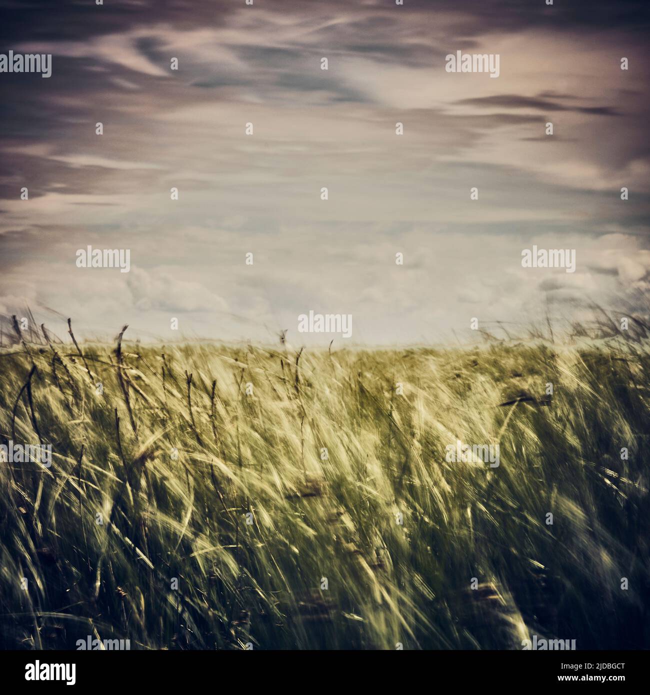Impressionistic image of wind blowing through the long grass Stock Photo