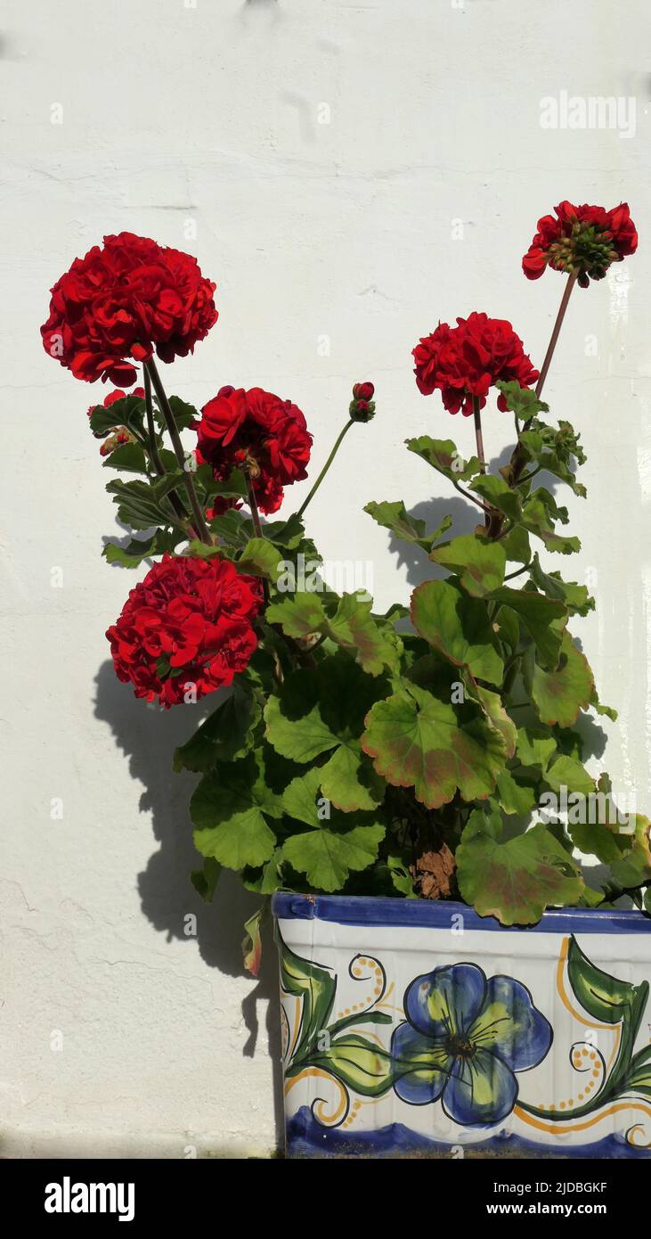Single flowerpot on whitewashed Andalusian village wall with flowering geranium Stock Photo