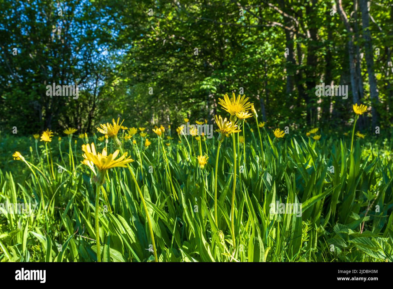 Blooming Viper's-grass flowers at a shady forest edge Stock Photo
