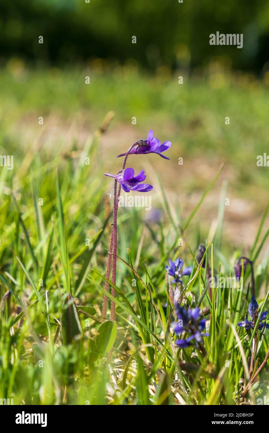 Butterwort flowers a carnivorous plant Stock Photo Alamy