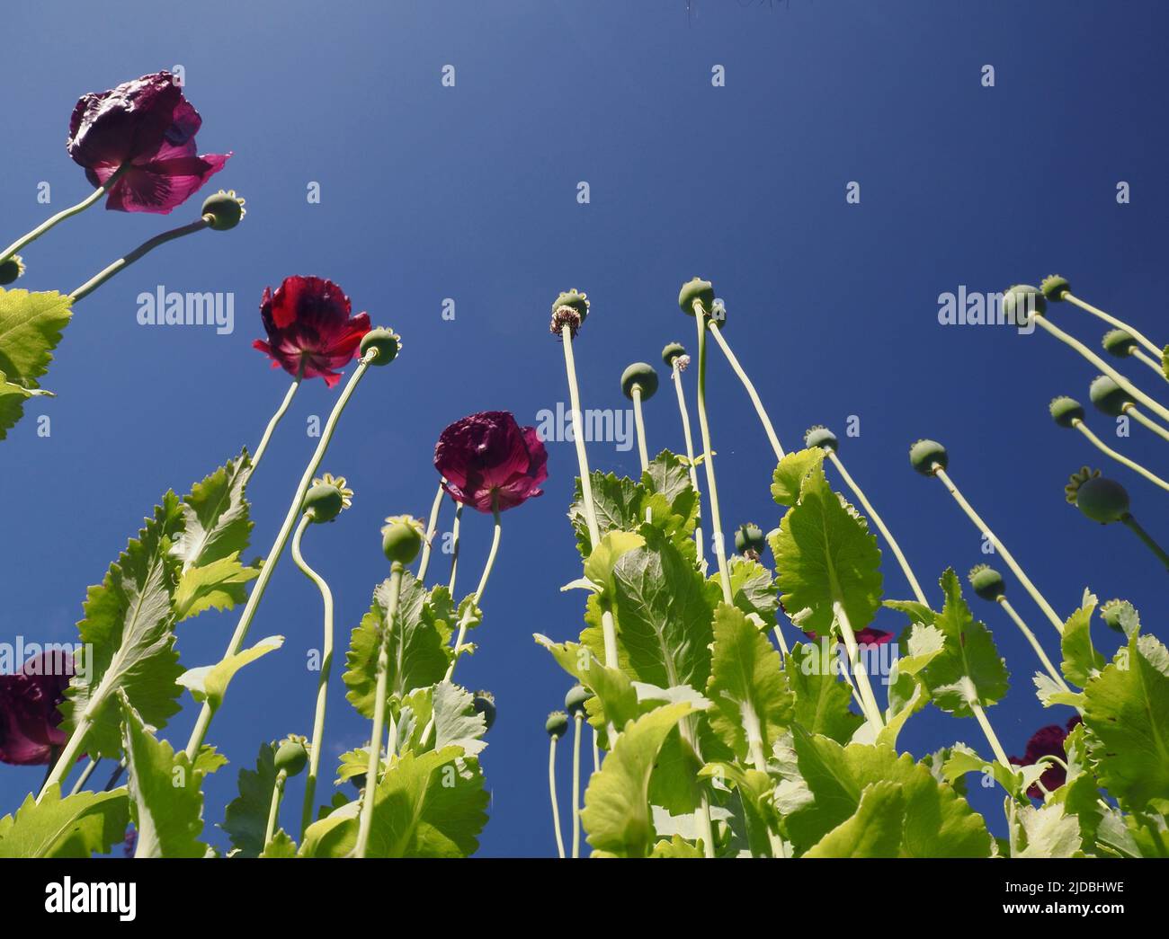 Plum coloured Oriental poppy flowers and seed pods (papaver) reach up towards a deep blue June sky. Stock Photo