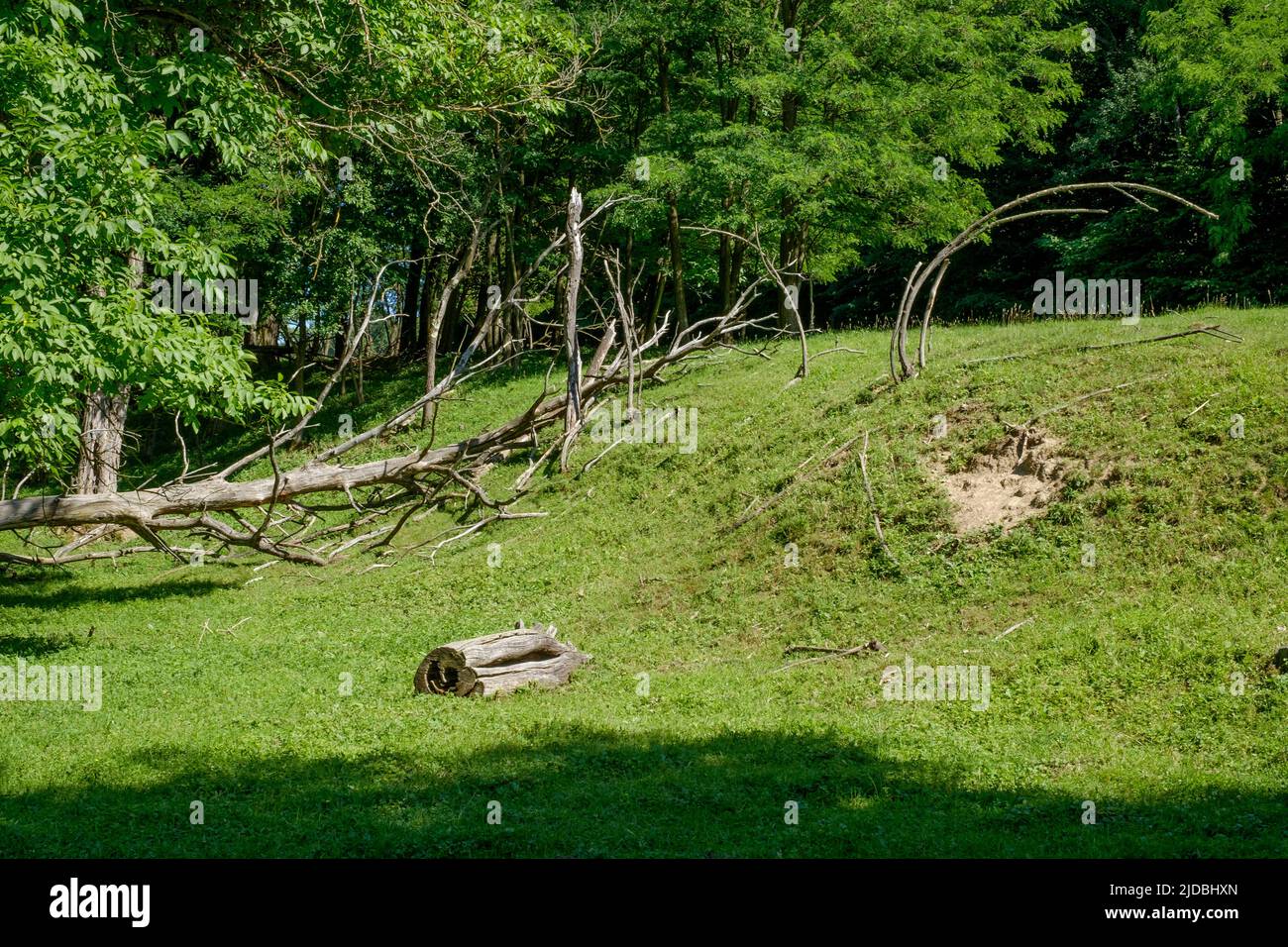 dead and fallen trees in rural countryside copse zala county hungary Stock Photo