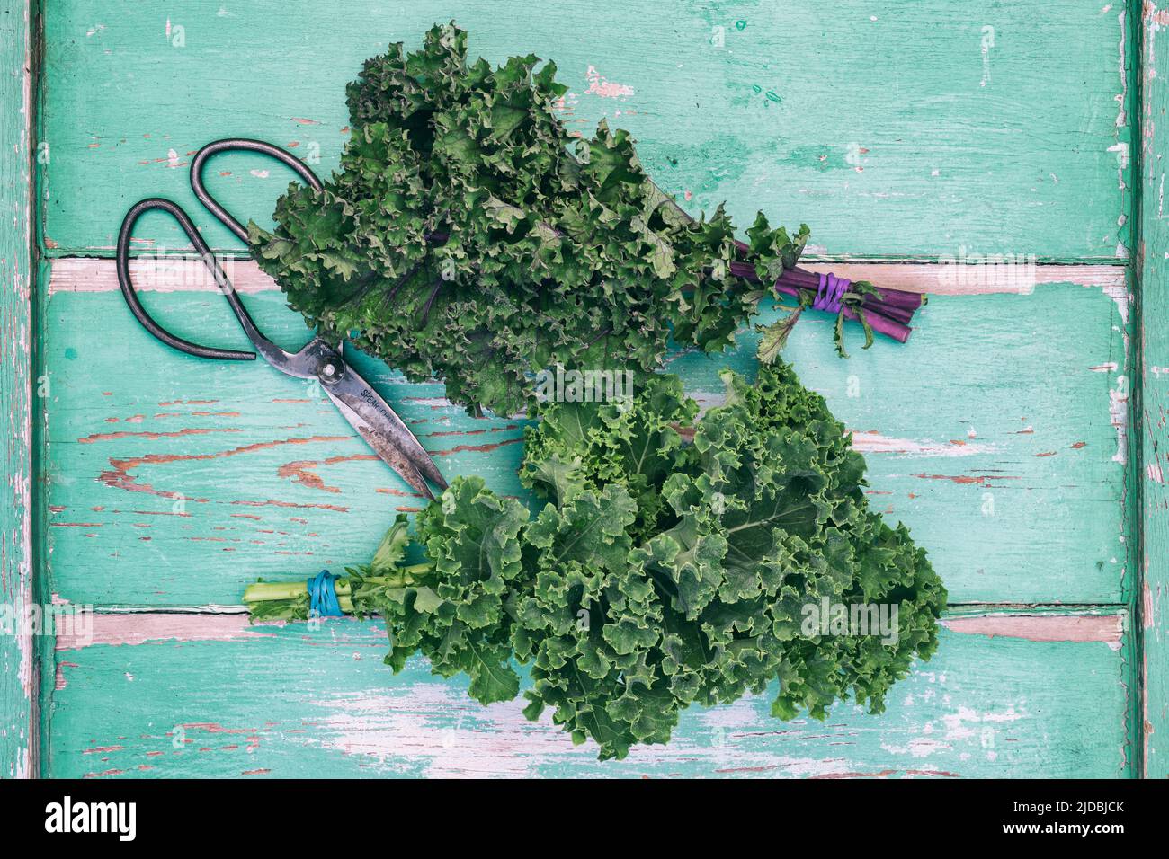 Brassica oleracea. Cut Kale 'Redbor and 'Reflex' on a wooden background Stock Photo