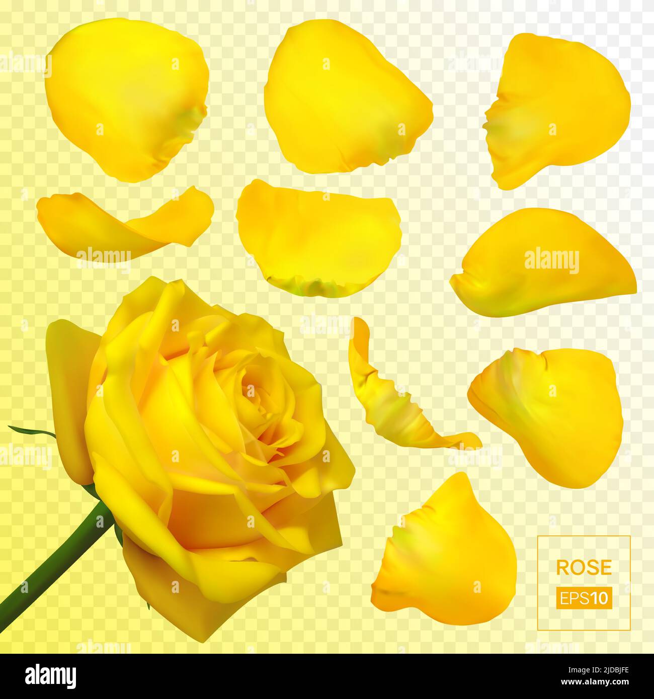 Realistic rose petals. Vector illustration with mesh gradients Stock