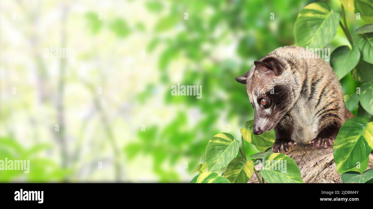 Horizontal sunny nature background with Asian Palm Civet (Civet cat). Produces Kopi luwak. Luwak Coffee is world most expensive coffee. Copy space for Stock Photo