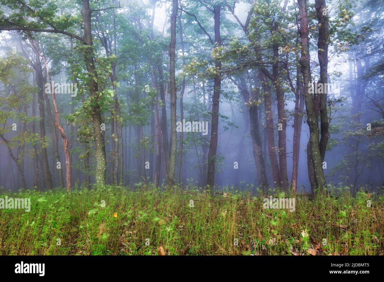 Forest in autumn morning mist Stock Photo
