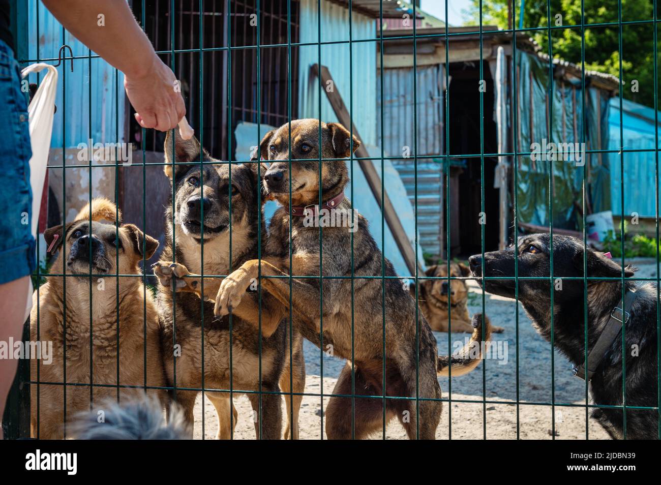 Group of dogs in animal shelter. Homeless eating dogs in a shelter cage