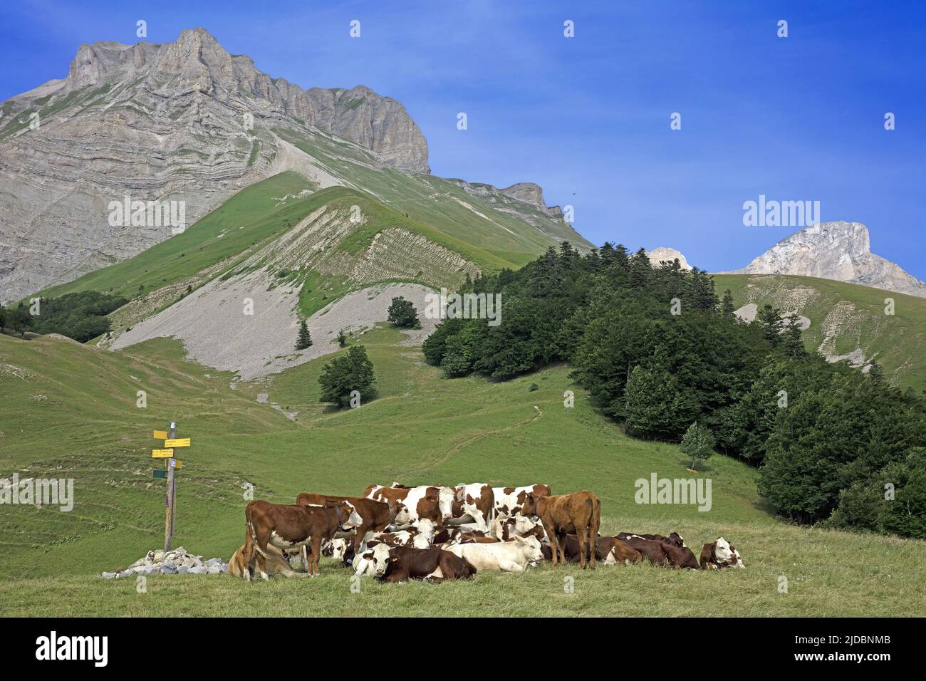 France, Drome, Lus-la-Croix-Haute, Buëch valley, Lauzon head, Col de la Croix, herds of cattle Stock Photo