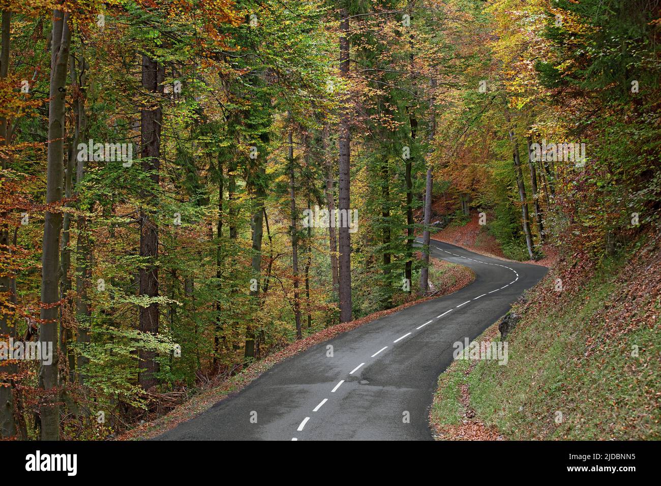France, Haute-Savoie road with bend in forest in autumn Stock Photo