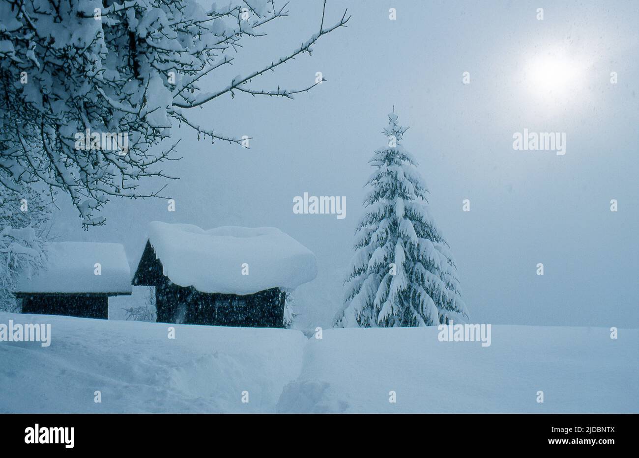 France, Haute-Savoie Chalet with fir tree under the snow, atmosphere with fog Stock Photo