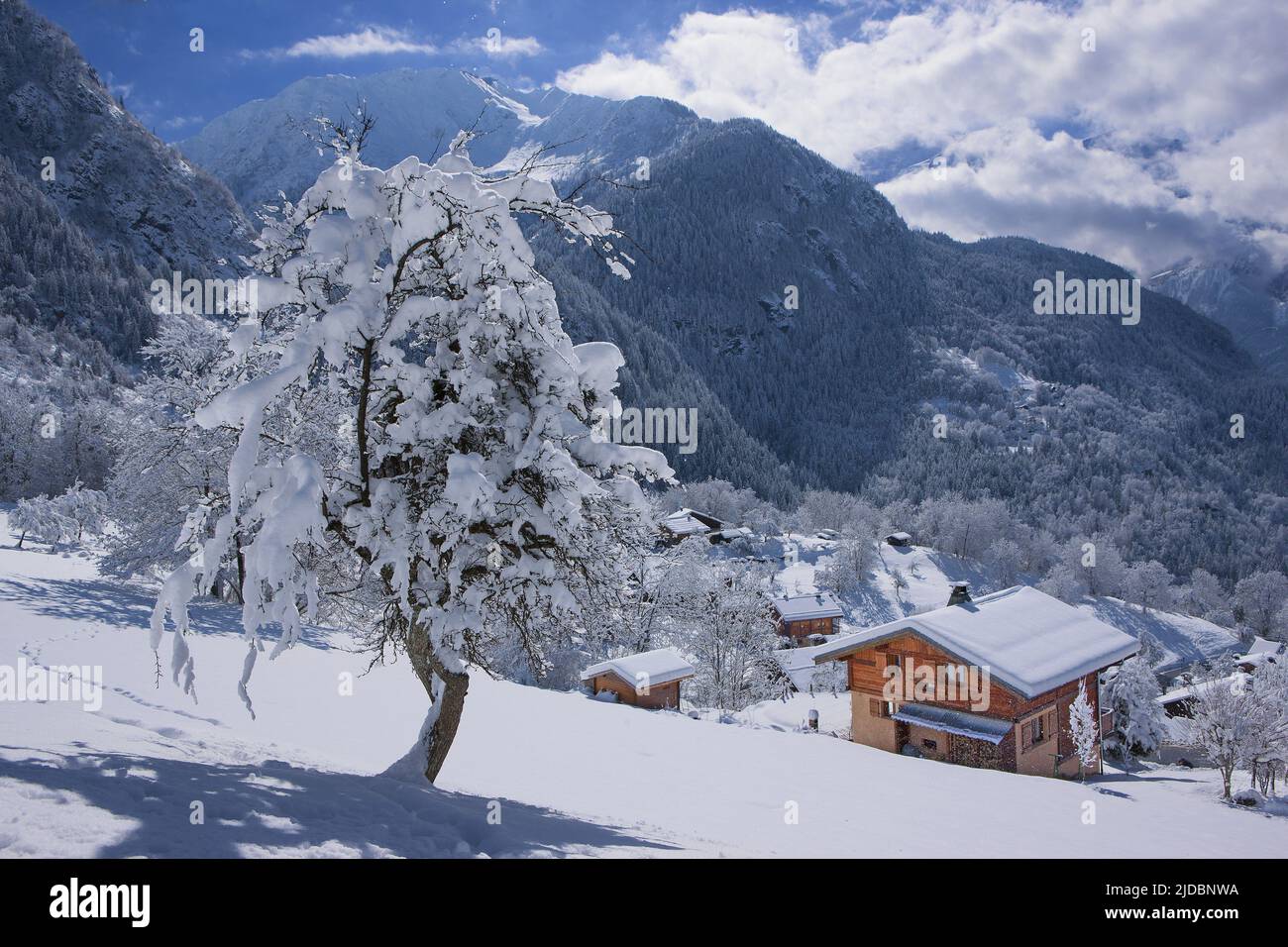 France, Haute-Savoie Servoz, chalet in winter, snow-covered tree Stock Photo