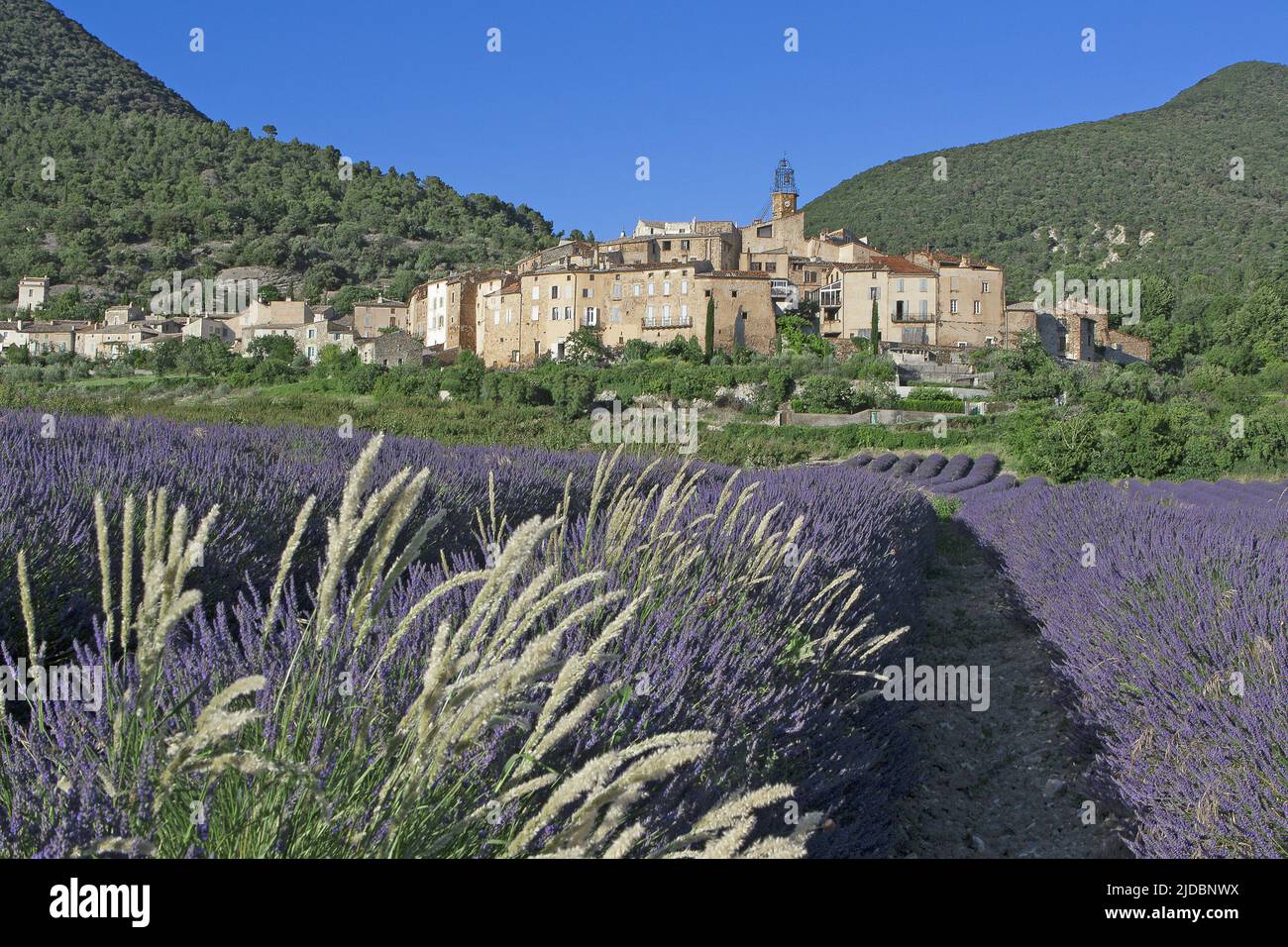 France, Drôme Venterol, village and lavender field Stock Photo