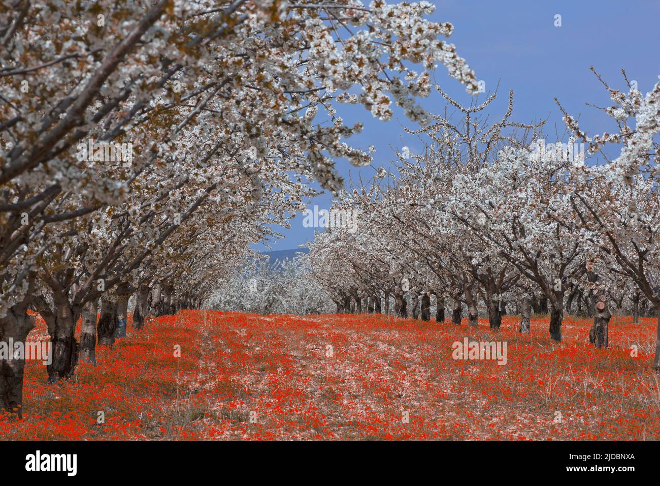 France, Vaucluse Cherry trees, the orchard in bloom Stock Photo