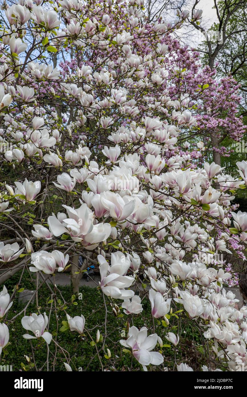 Magnolia x soulangeana 'Alexandrina' blooming spring flowers, plant in the family Magnoliaceae. Stock Photo