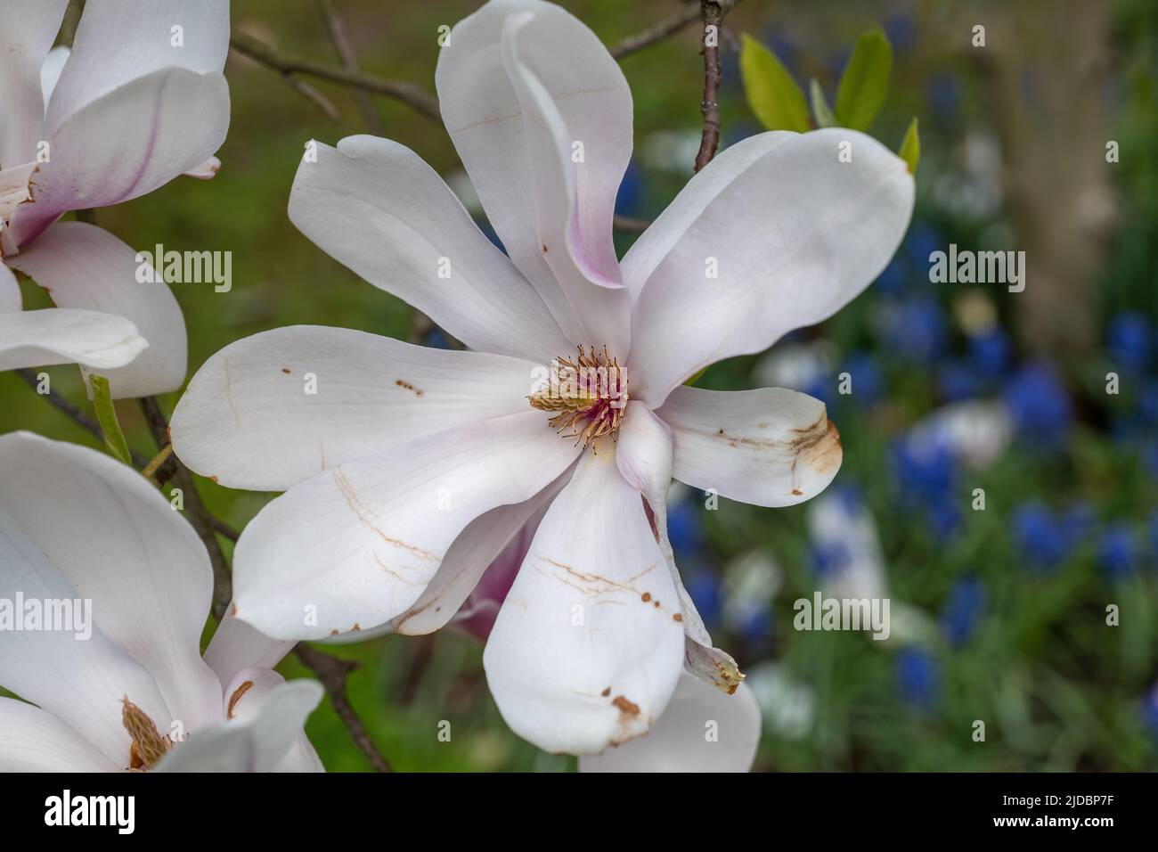 Magnolia x soulangeana 'Alexandrina' blooming flower in spring, plant in the family Magnoliaceae. Stock Photo