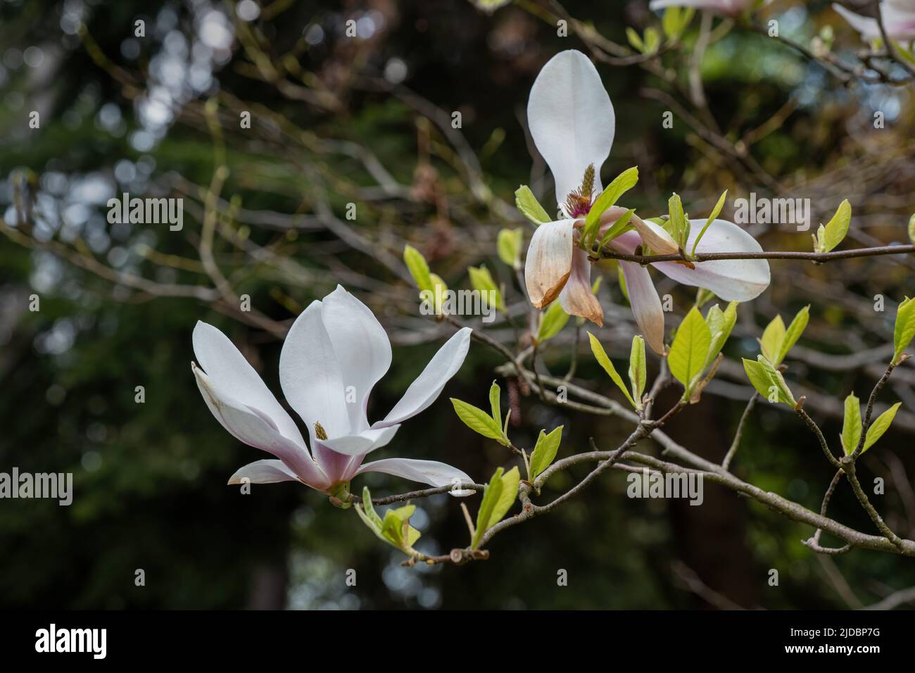 Magnolia x soulangeana Alexandrina blooming flower in spring, plant in the family Magnoliaceae. Stock Photo