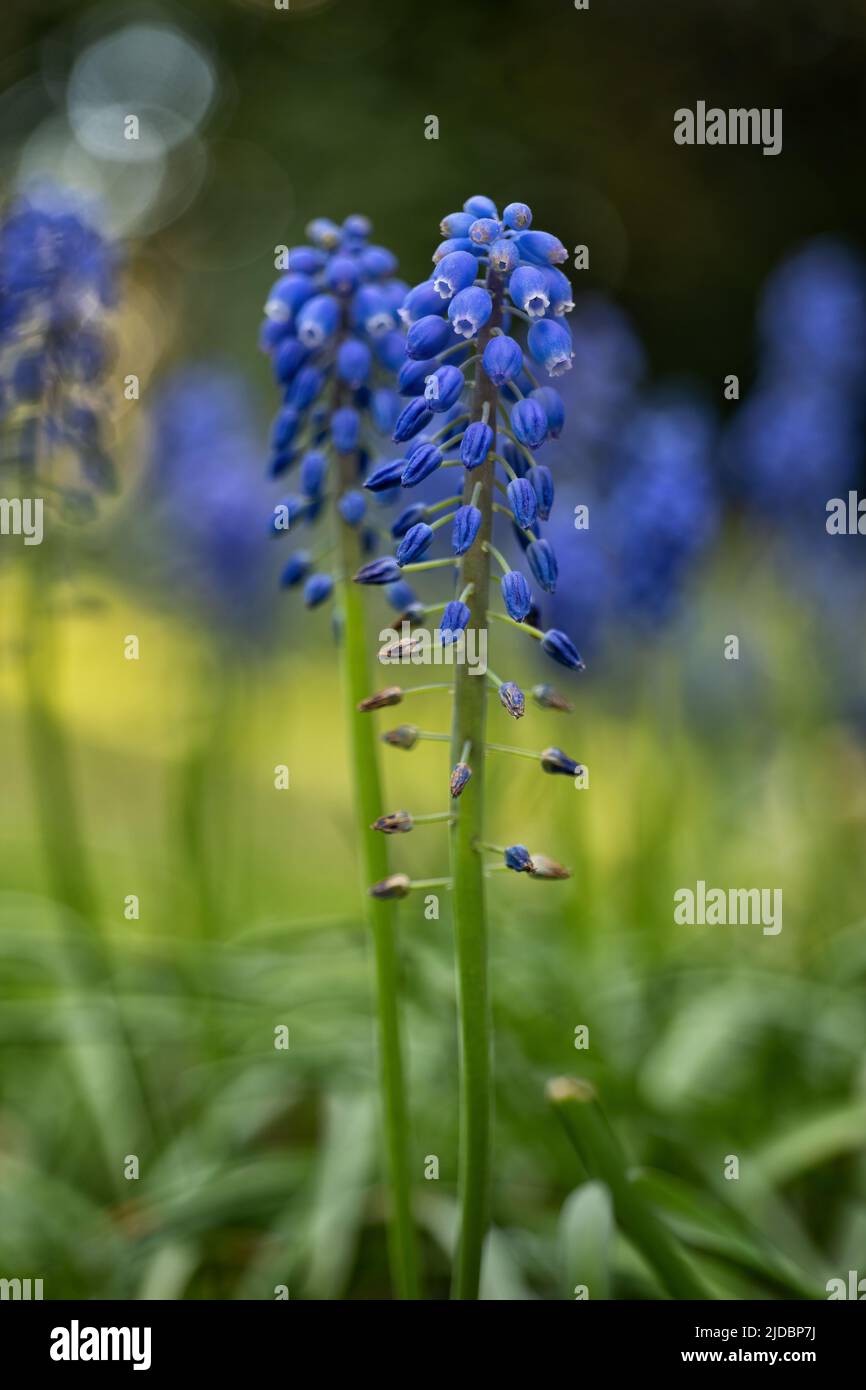 Grape hyacinth (Muscari armeniacum) flower, blooming perennial bulb in the Lily Family (Liliaceae), native to southeastern Europe. Stock Photo
