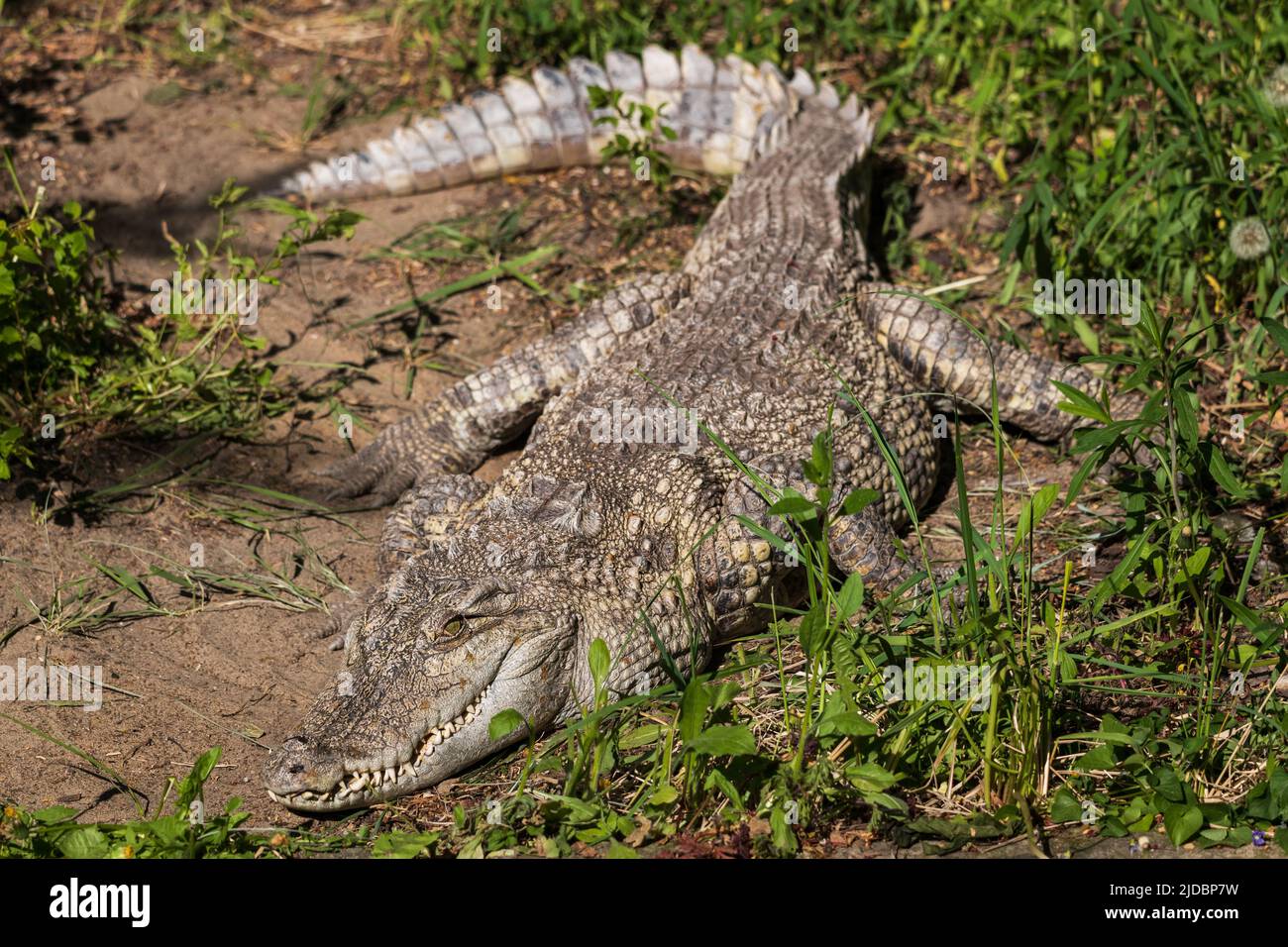 The Siamese crocodile (Crocodylus siamensis), freshwater crocodile native to Southeast Asia, critically endangered species in the family Crocodylidae. Stock Photo