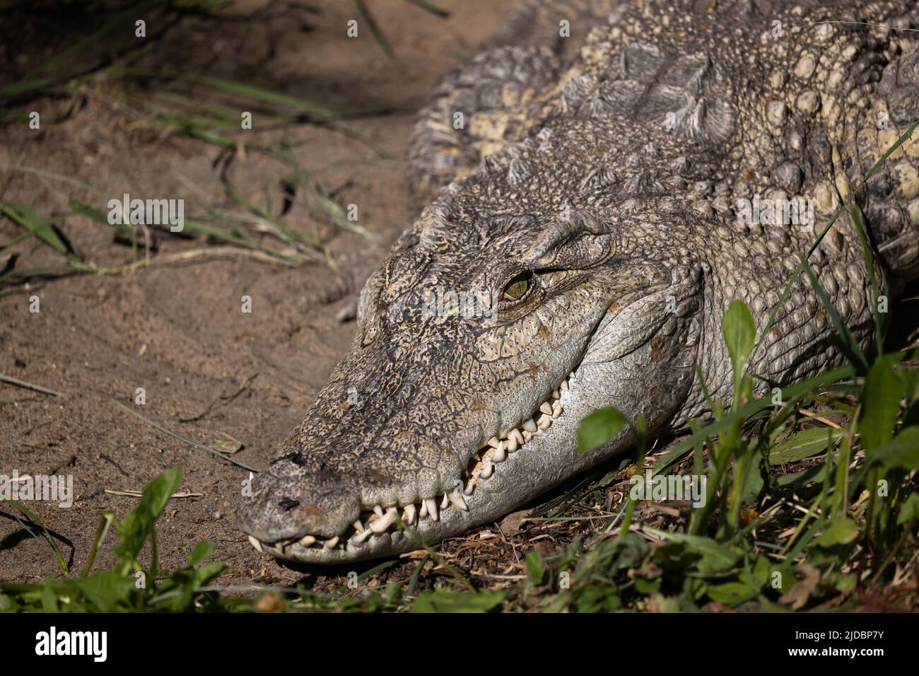 The Siamese crocodile (Crocodylus siamensis) head, freshwater crocodile native to Southeast Asia, critically endangered semiaquatic reptile in the fam Stock Photo