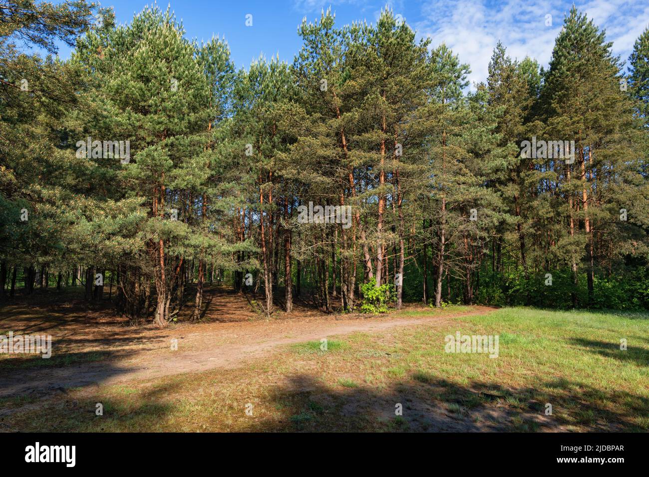 Glade in the Kampinos Forest, Kampinoski National Park, Masovia region, Poland. Stock Photo