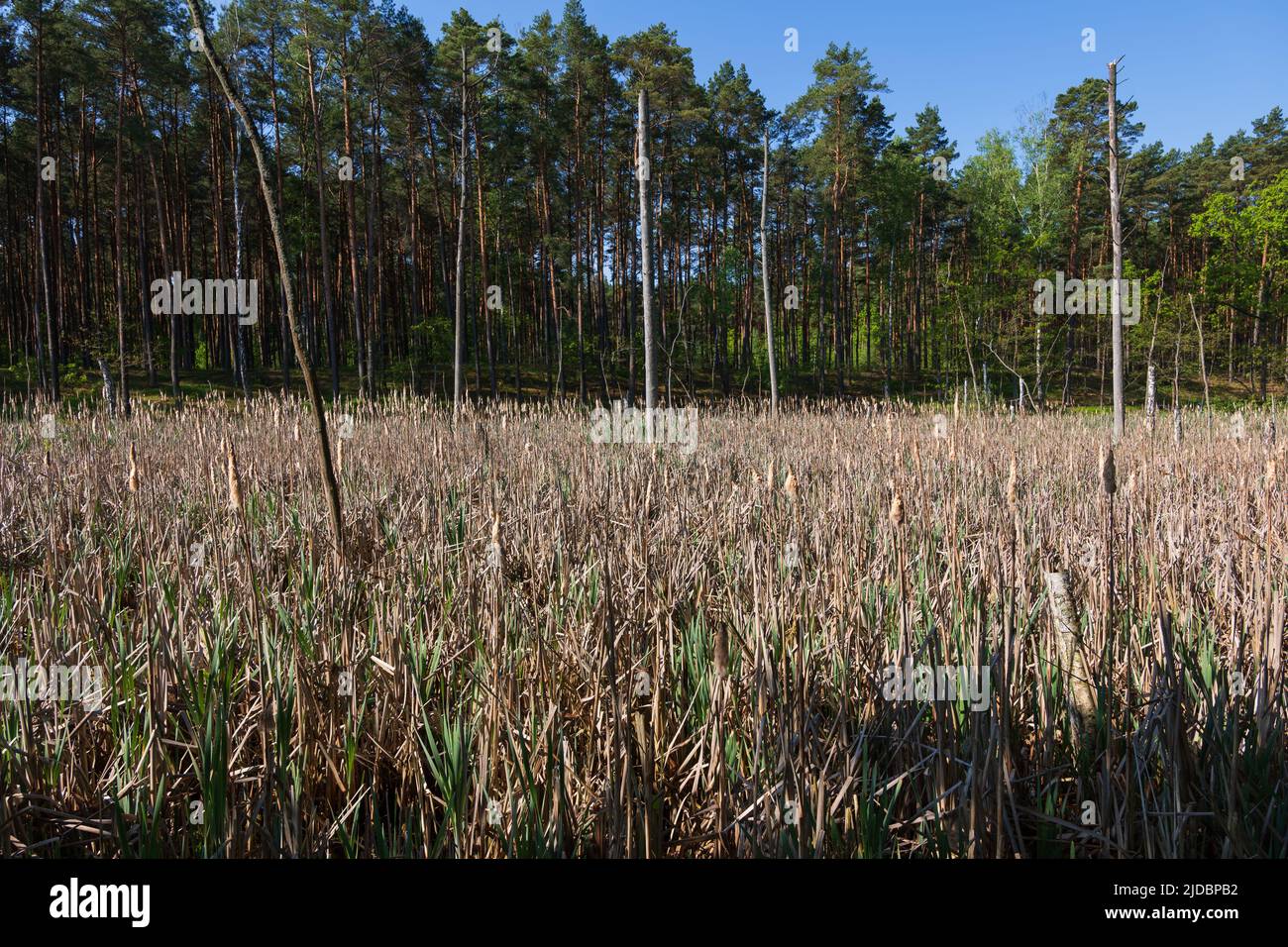Reeds in marshes of the Kampinos Forest, Kampinoski National Park, Masovia region, Poland. Stock Photo