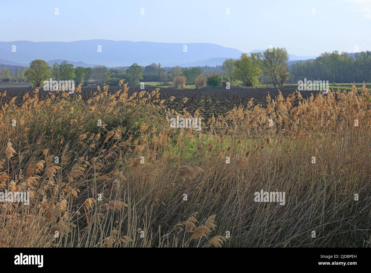 France, Vaucluse Luberon landscape with reed (Phragmites australis) Stock Photo