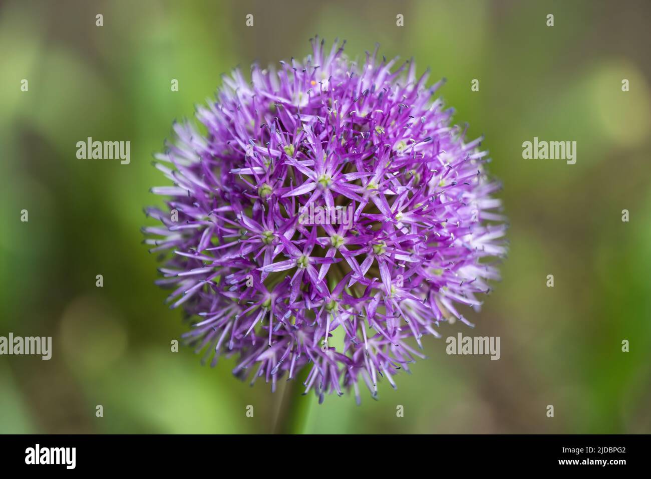 Persian shallot blooming flower, Allium stipitatum Regel, medical plant in the family Amaryllidaceae, genus Allium, native range: Central Asia. Stock Photo