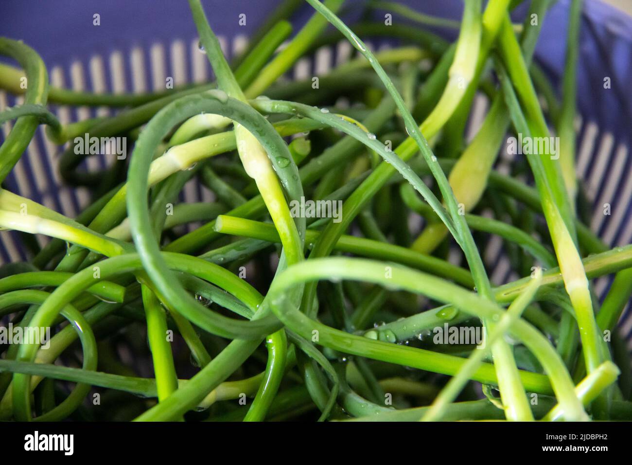 Close-up view of fresh garlic scapes clean with water. Green freshly harvested garlic scapes. Stock Photo