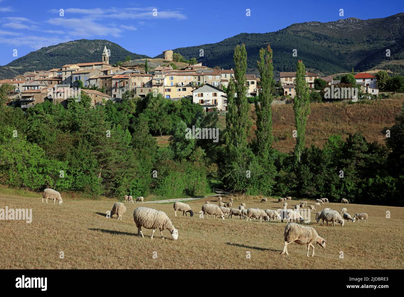 France, Hautes-Alpes L'Épine, perched village in the Buech valley, near Serres, flock of sheep Stock Photo