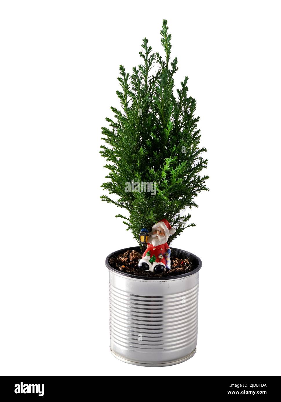 The cypress is green. Coniferous house plant. Christmas tree in a pot