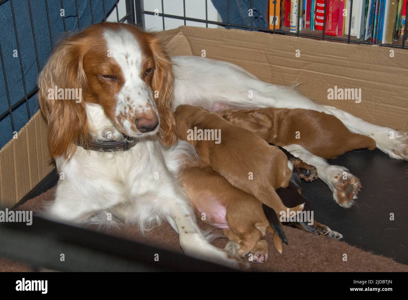 Yellow and white working cocker spaniel bitch with her two week old puppies suckling, Berkshire, December Stock Photo
