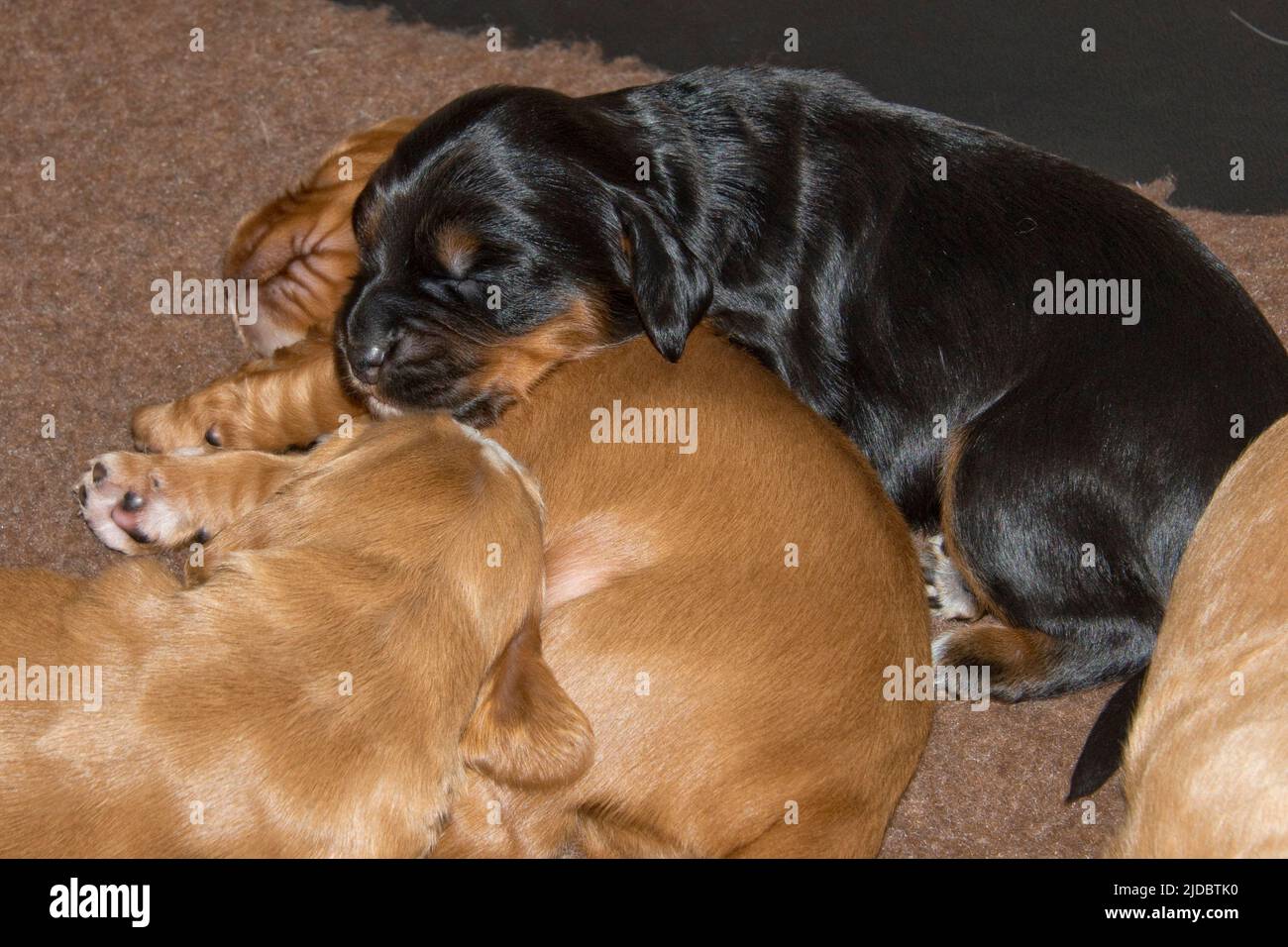 Two week old brown, black, white, working cocker spaniel puppies sleeping, Berkshire, December Stock Photo