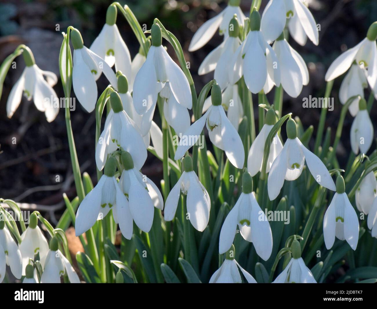 White flowers of snowdrops (Galanthus nivalis) back lit by sunlight under heavy shade in late winter, Berkshire, February Stock Photo