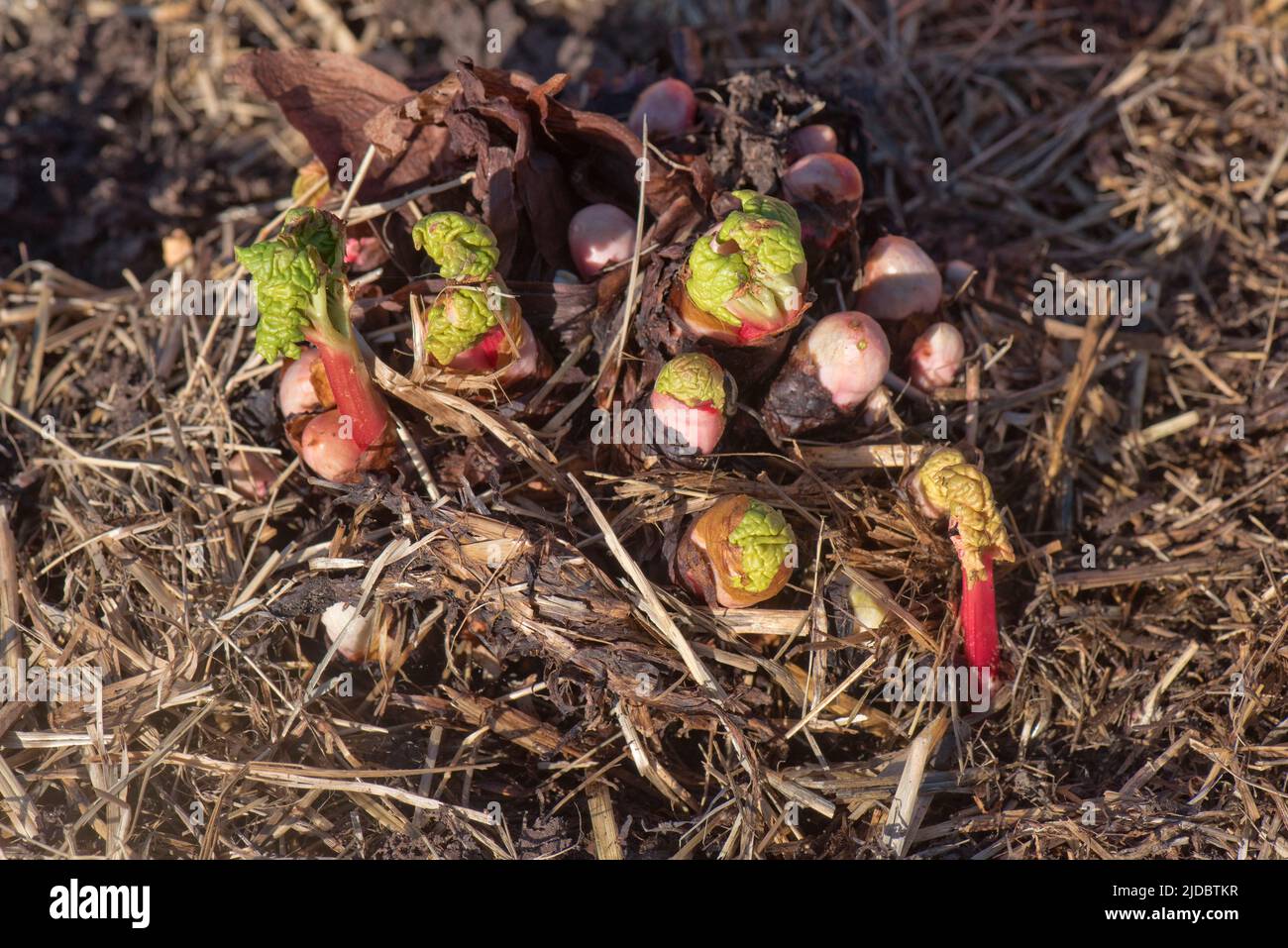 Rhubarb (Rheum spp.) crown with young stems and leaves shooting in late winter, Berkshire, February Stock Photo
