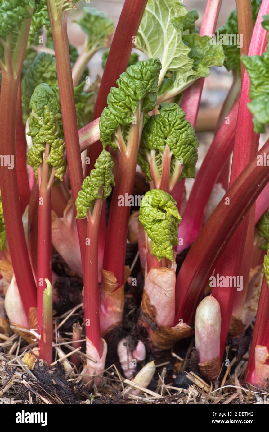 Rhubarb (Rheum spp.) covered crown with forced young stems and leaves shooting in late winter, Berkshire, March Stock Photo