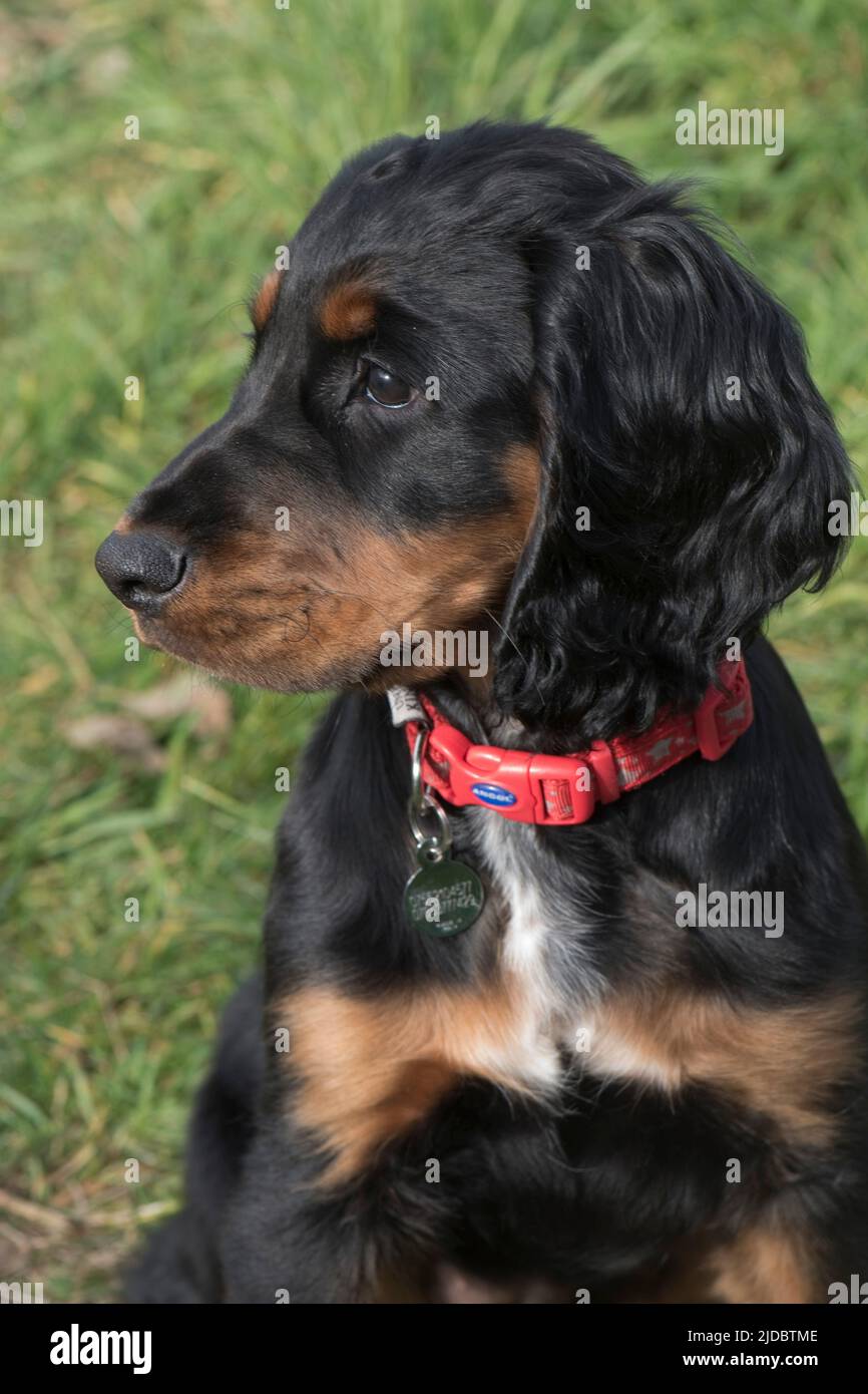 Cute 16 week old tri-colour, black, tan and white female working cocker spaniel puppy with a red collar, Berkshire, April Stock Photo