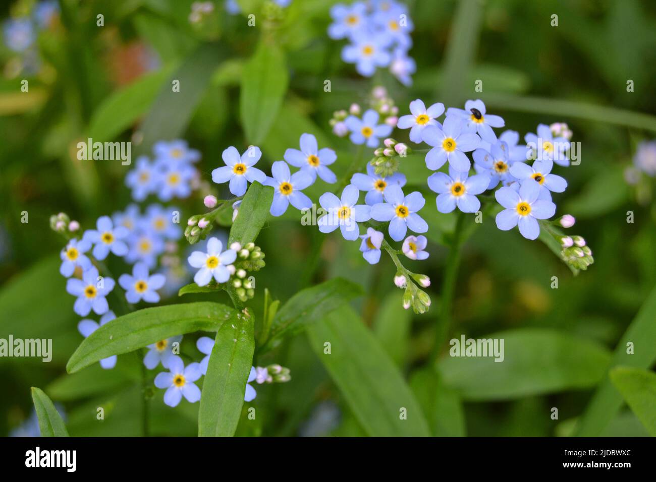 Water Myosotis scorpioides Myosotis palustris Myosotis