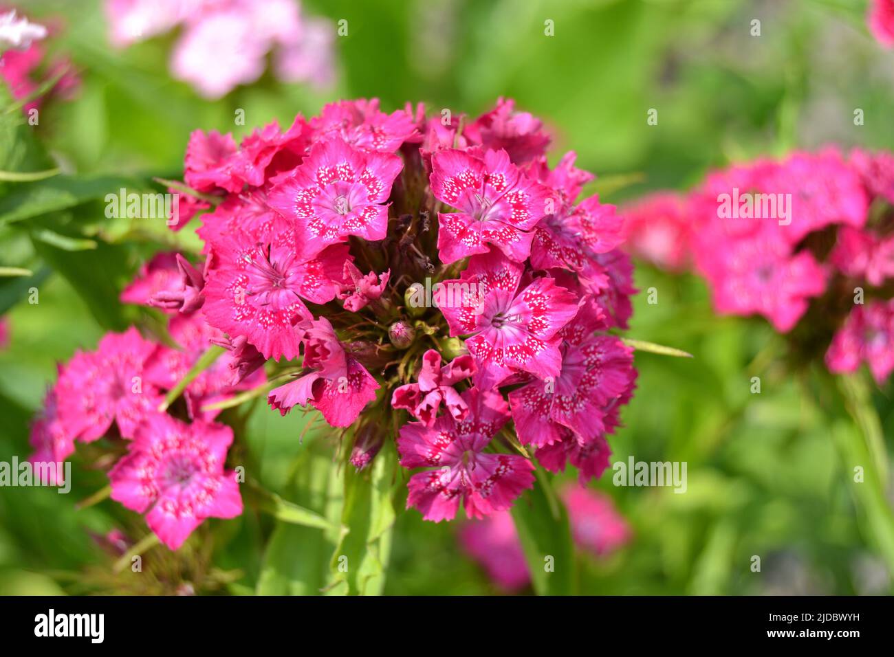 Sweet William or Dianthus barbatus flower is a flowering plant in the