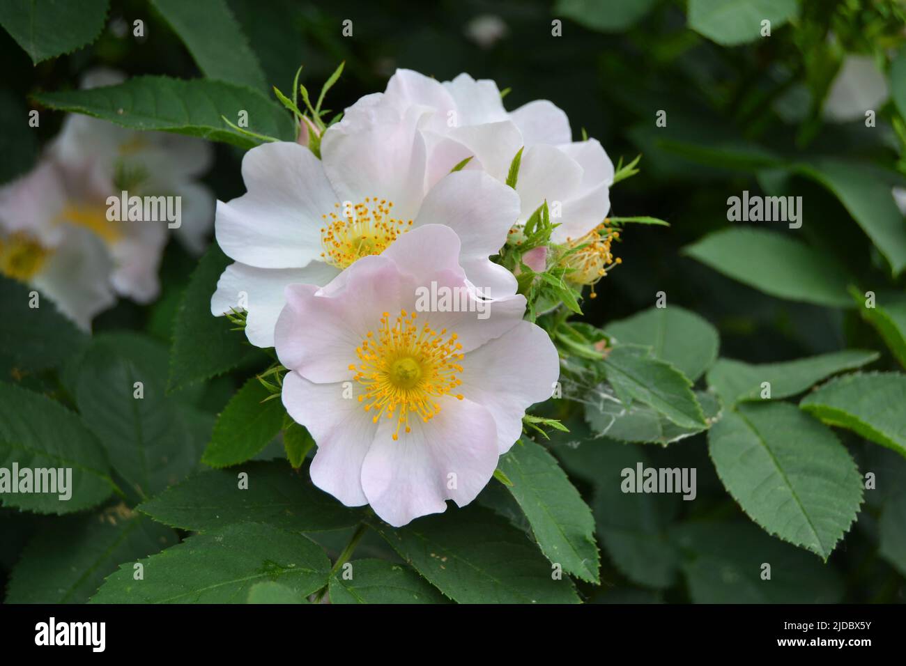 Rose hip bush hires stock photography and images Alamy