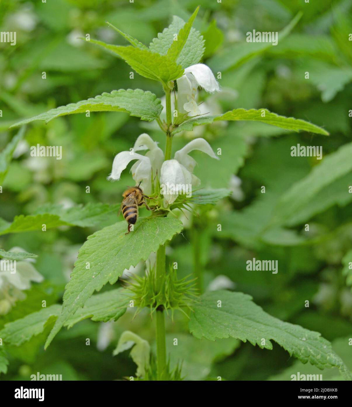 White dead-nettle , Lamium album leaves and flowers. White deadnettle is an herbaceous perennial plant Stock Photo