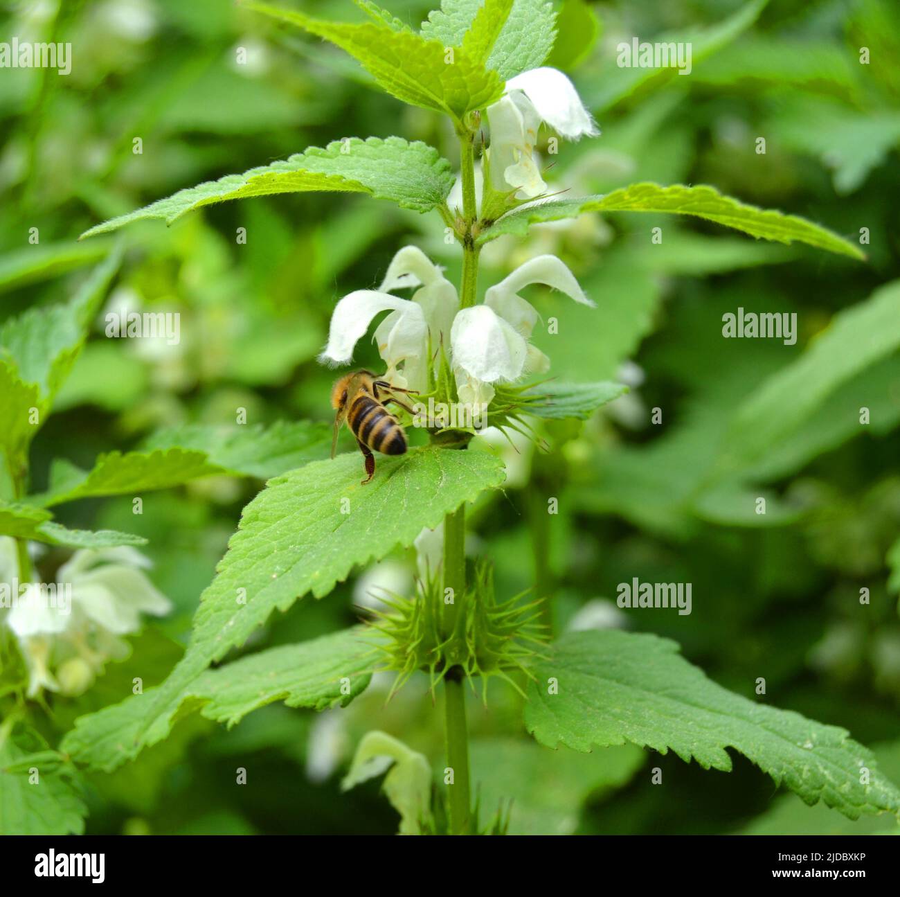 White dead-nettle , Lamium album leaves and flowers. White deadnettle is an herbaceous perennial plant Stock Photo