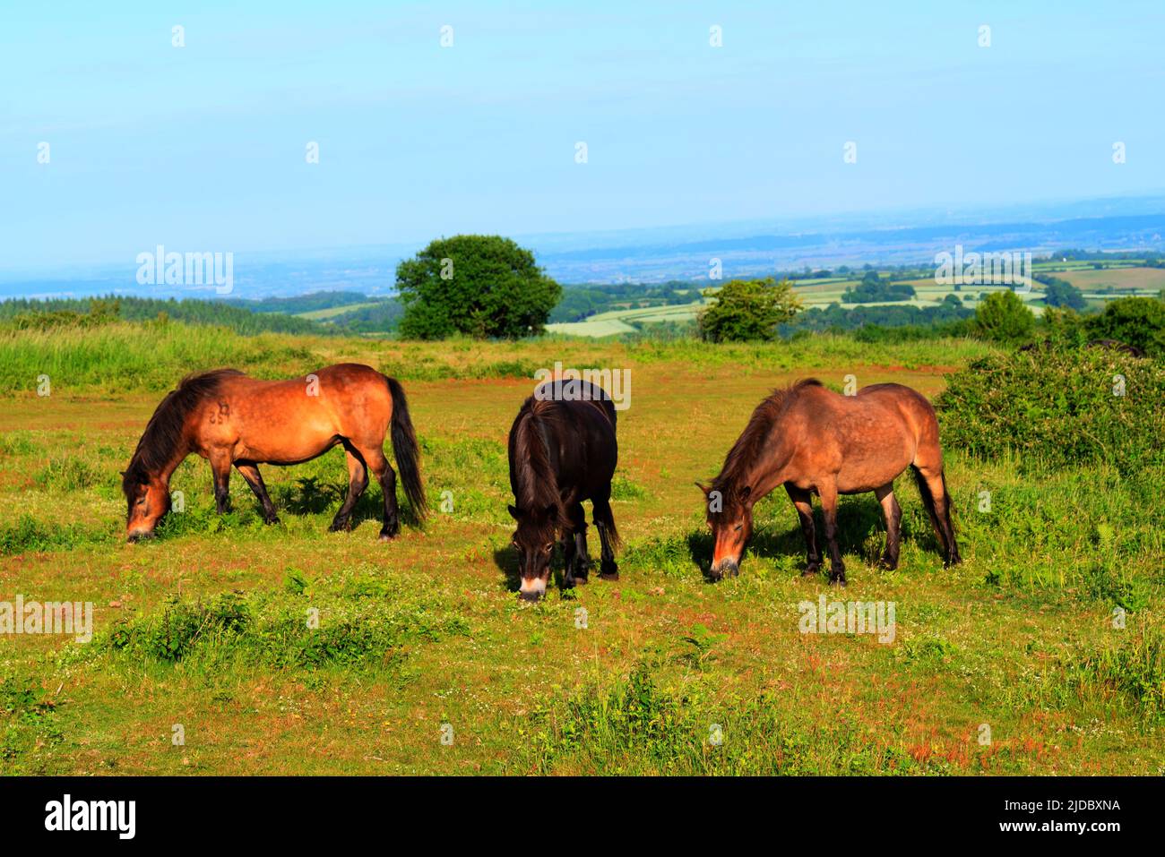 Group of wild ponies grazing in English countryside rural scene England uk Quantock Hills Somerset Stock Photo