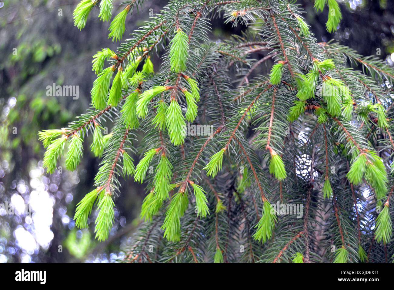 Close up view of wet Norway spruce (Picea abies) branches with young shoots during spring . Natural background , selective focus Stock Photo