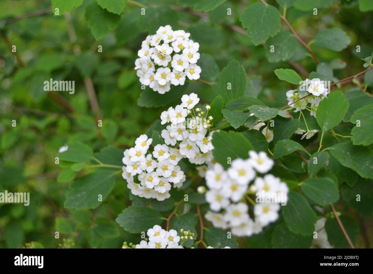 Sweet Alyssum flowers. Small white Lobularia Maritima flower plant for