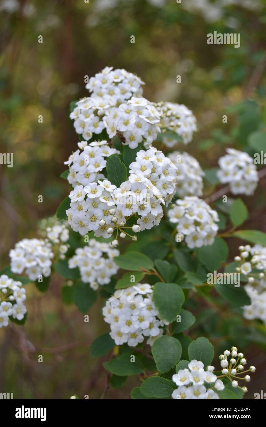 Sweet Alyssum flowers. Small white Lobularia Maritima flower plant for