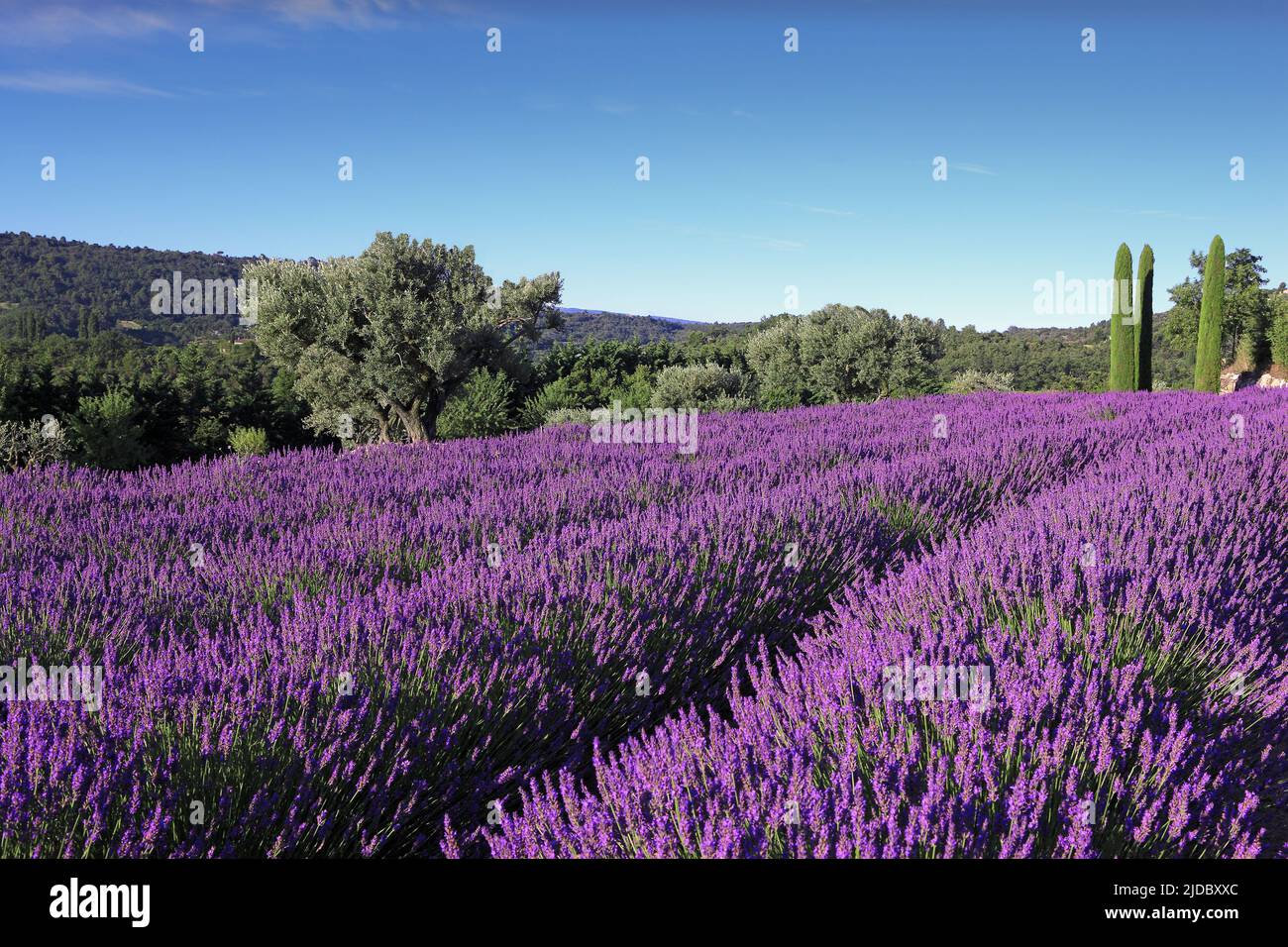 France, Vaucluse lavender field in Luberon Stock Photo