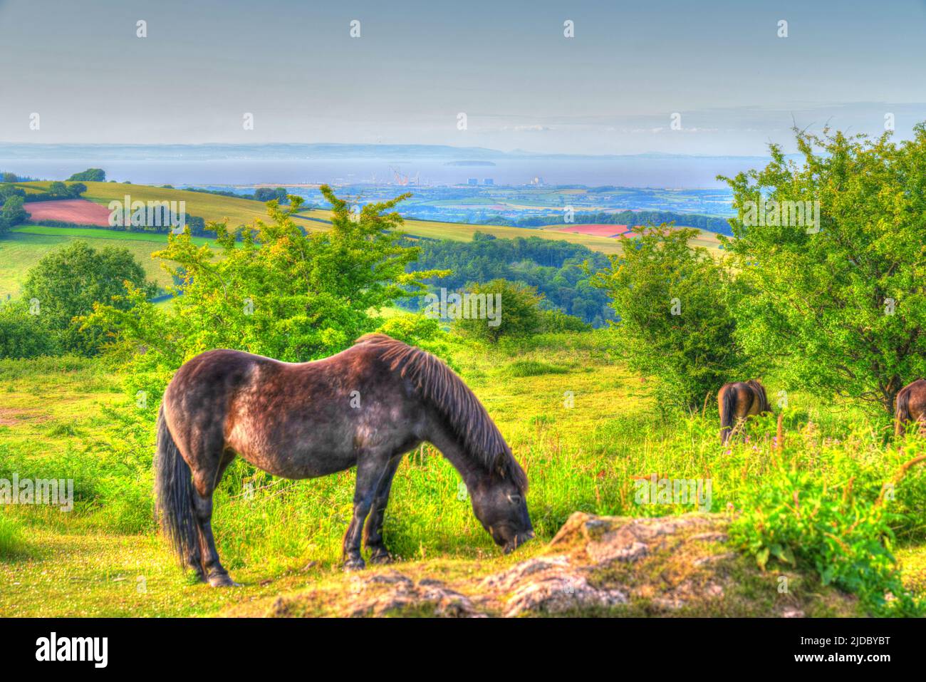 Exmoor pony grazing view to Hinkley Point Nuclear Power Station in HDR Stock Photo
