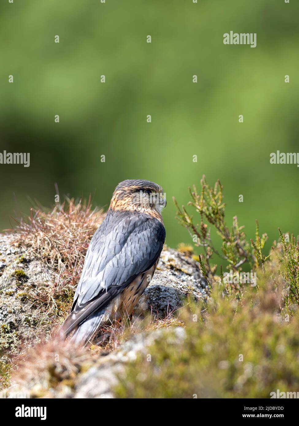 A watchful, Merlin, (Falco columbarius), one of the UKs smaller birds of prey, stands on rock amongst heather covered moorland Stock Photo